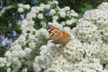 Painted lady butterfly on spiraea flowers in the garden in spring
