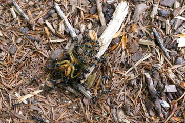 Food chain insect ant Carry