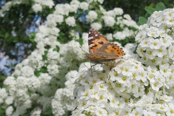 Painted lady butterfly on spiraea flowers in spring
