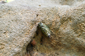 cicada rest tree insect forest