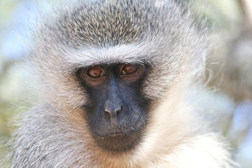 Vervet monkey serious face close-up