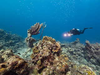 Seascape of coral reef in the Caribbean Sea around Curacao with coral, sponge and diver