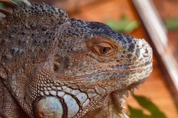 orange iguana animal red lizard,  skin.