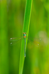 DRAGONFLY Lestes viridis (young female), Gipuzkoa, Basque Country, Spain, Europe
