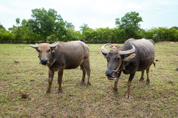 Thailand buffaloes in rice field