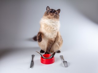 Domestic cat eating food from bowl,  beautiful.