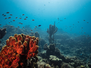 Seascape of coral reef in the Caribbean Sea around Curacao with coral and sponge