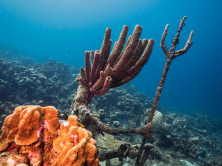 Seascape of coral reef in the Caribbean Sea around Curacao with coral and sponge