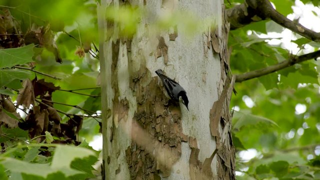 White Breasted Nuthatch clings to the side of a birch tree