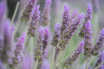 lavender in field