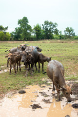 Thailand buffaloes in rice field