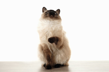 Cute Balinese cat sitting comfortable in the afternoon sunlight that leaks into the living room.