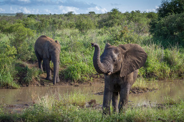 African bush elephant in Kruger National park, South Africa