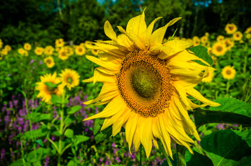 Fototapeta premium nice and warm in summer field with blooming sunflower blossoms.
