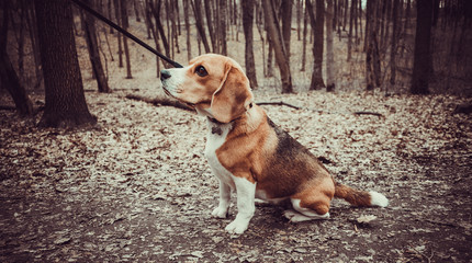 Portrait of a Basset Hound outdoors