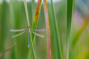 DRAGONFLY Lestes viridis (young male), Gipuzkoa, Basque Country, Spain, Europe