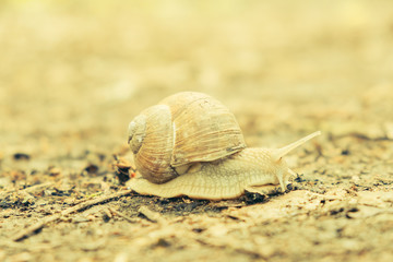 Large snail along ground cover.