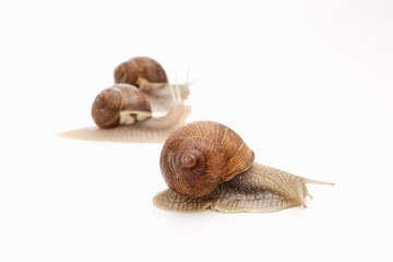 snail white background animal brown. slimy.
