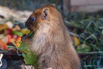 Marmot eating a cabbadge, carrot and apple on grass.