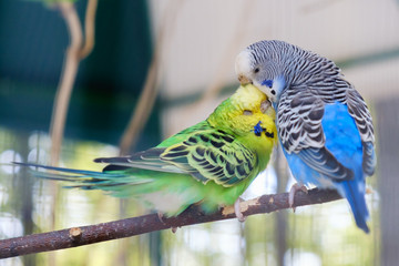 Blue and green Lovebird parrots sitting together on tree branch, Lovebird Kiss.