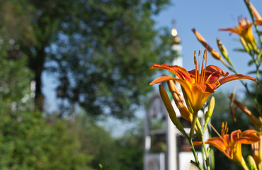 Obraz premium lilies