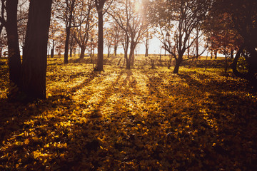 紅葉した森 / 秋の大自然 / 北海道