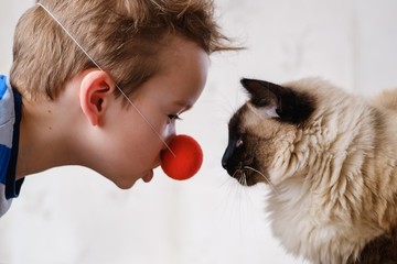 cat child balinese together play. caucasian.