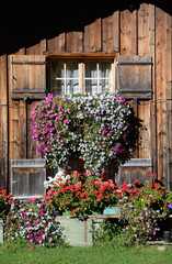 Fototapeta na wymiar Blumenfenster in den Alpen