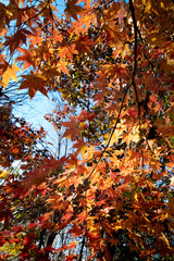 紅葉した森 / 秋の大自然 / 北海道