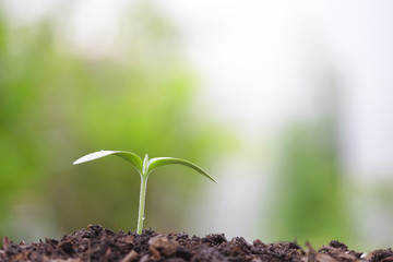 Young green sapling planting with water drop dew