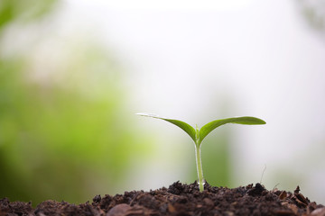 Young green sapling planting with water drop dew