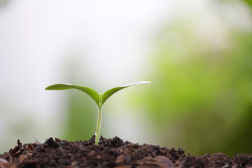 Young green sapling planting with water drop dew