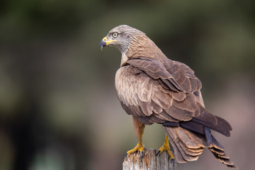 Milvus milvus
