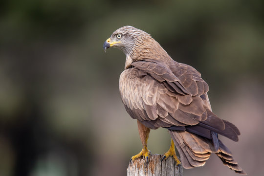 Milvus milvus