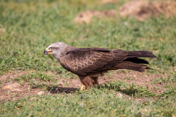 Milvus milvus