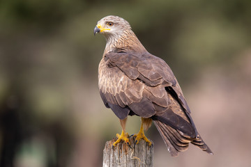 Milvus milvus