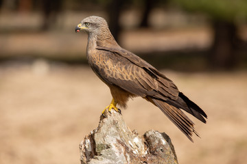 Milvus migrans
