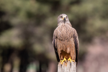 Milvus milvus