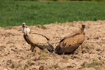 Gyps fulvus