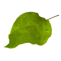 fresh green leaf of pear with water drops  isolated on white background