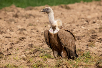 Gyps fulvus