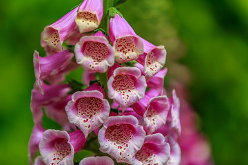 Close up of digitalis purpurea flower foxglove, common foxglove, purple foxglove or lady's glove
