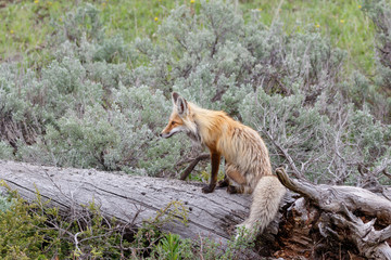 Red Fox resting on dead tree