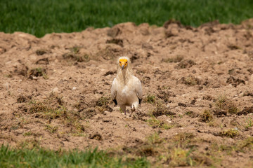 Neophron percnopterus