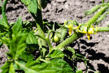Bright yellow flowers of tomatoes. Tomato flowers on the stem.