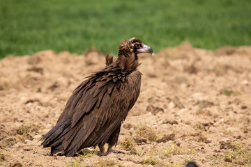 Aegypius monachus