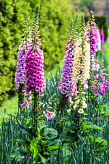 Close up of digitalis purpurea flower foxglove, common foxglove, purple foxglove or lady's glove