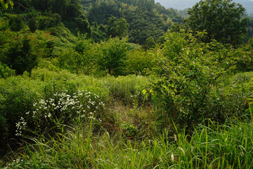 千早赤坂村の風景