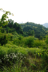 千早赤坂村の風景