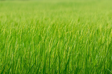 Rice paddy field in Thailand.